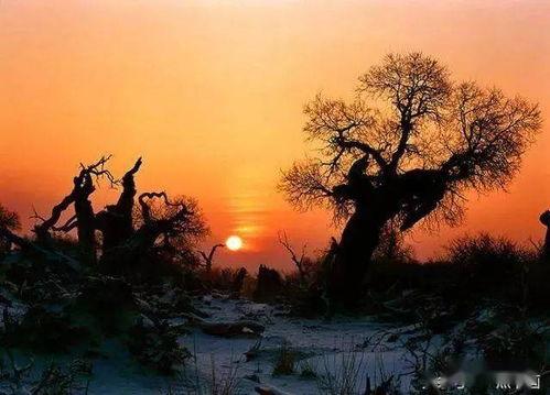 胡桐语资料,揭秘我国知名学者的人生轨迹与学术成就