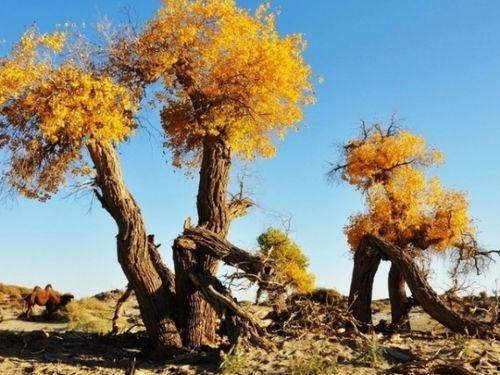 胡桐语资料,揭秘我国知名学者的人生轨迹与学术成就